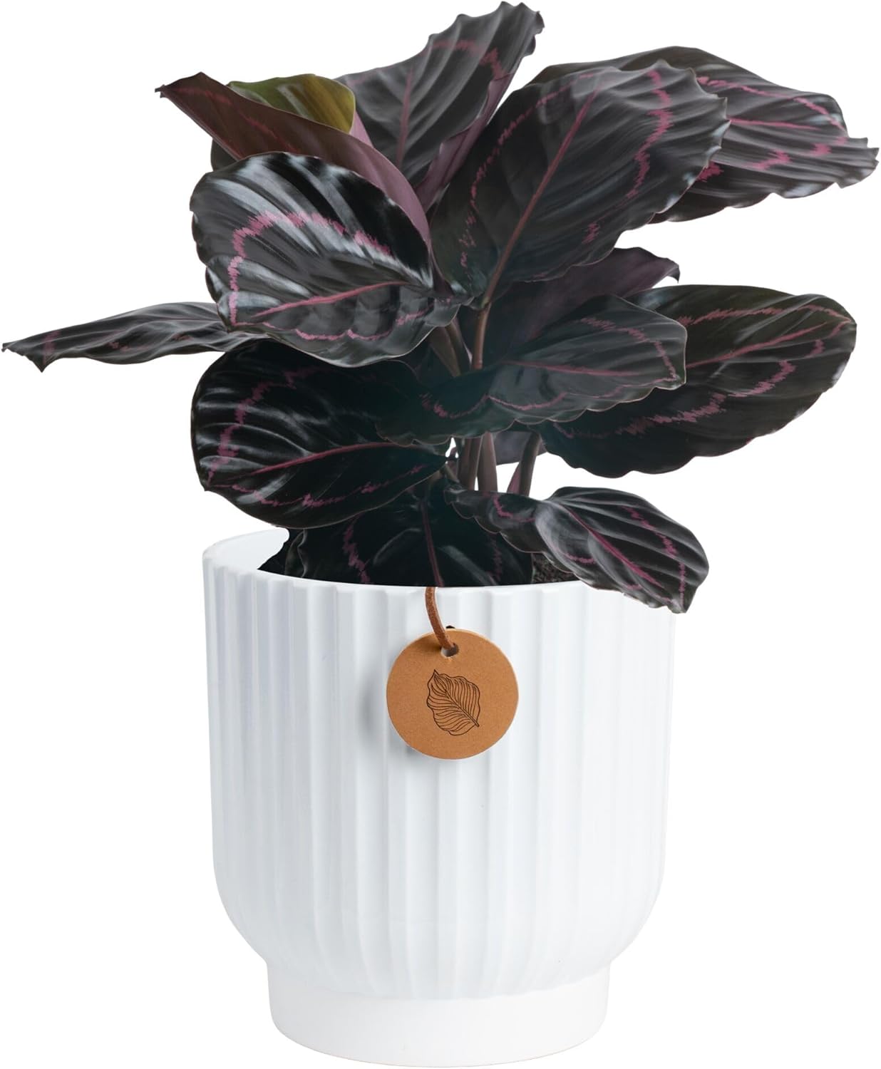 Costa Farms Calathea Dottie Live Plant in Self Watering Pot, Indoor Houseplant, Perfect for Home, Room, or Office Decor, Great House Warming or Birthday Gift, 12-18 Inches Tall