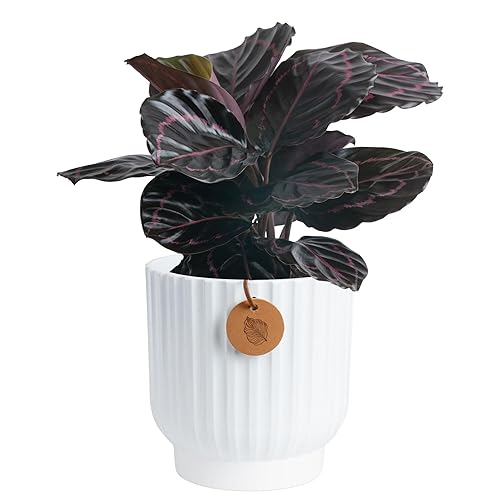 Costa Farms Calathea Dottie Live Plant in Self Watering Pot,