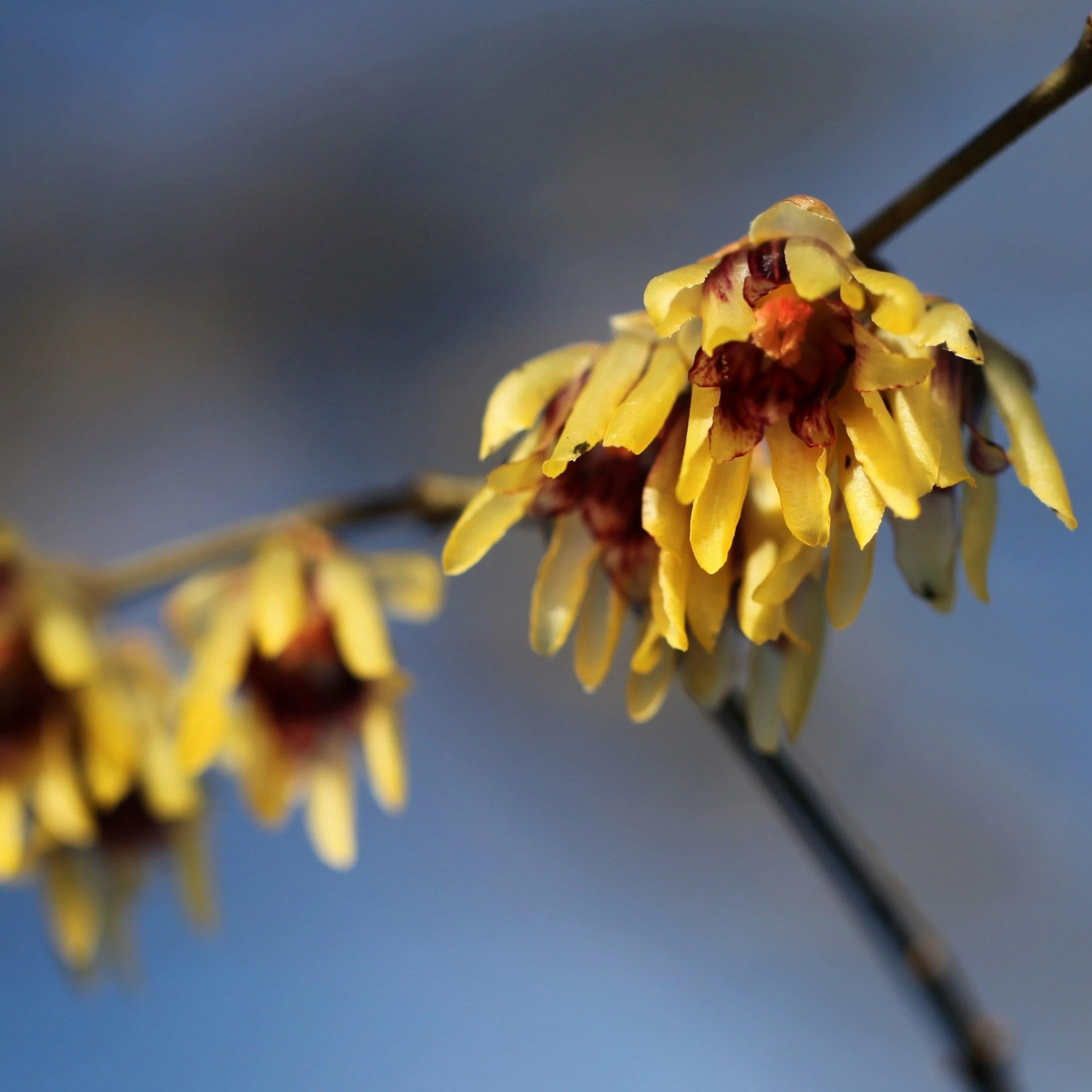 Plant Theory Wintersweet Chimonanthus Praecox Shrub Plant 2L Pot