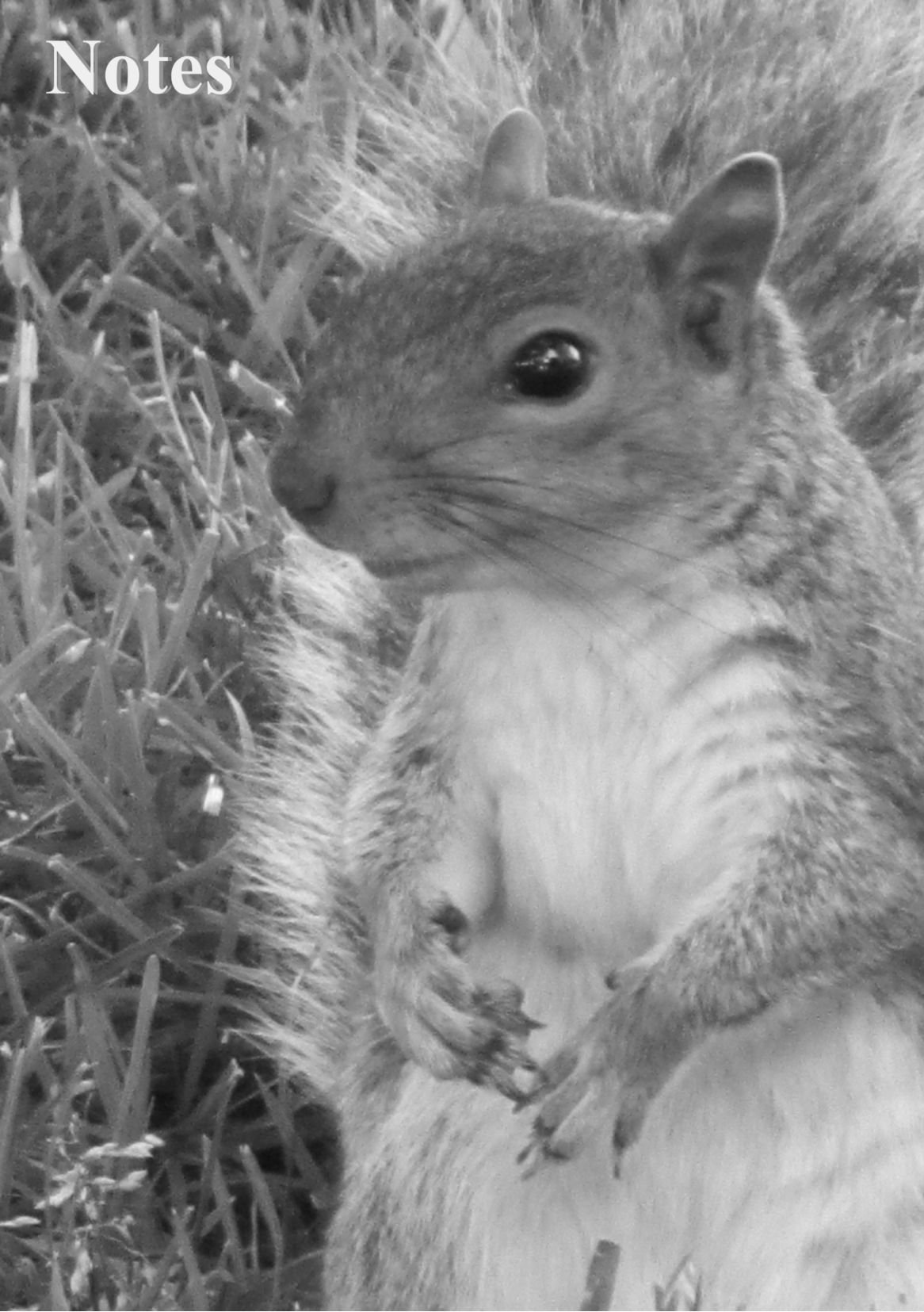 Squirrel Notebook: Notes, medium size (5.8'' x 8.3'') , lined, 108 pages