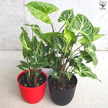 Amazon｜ITANSE シンゴニューム(シンゴニウム