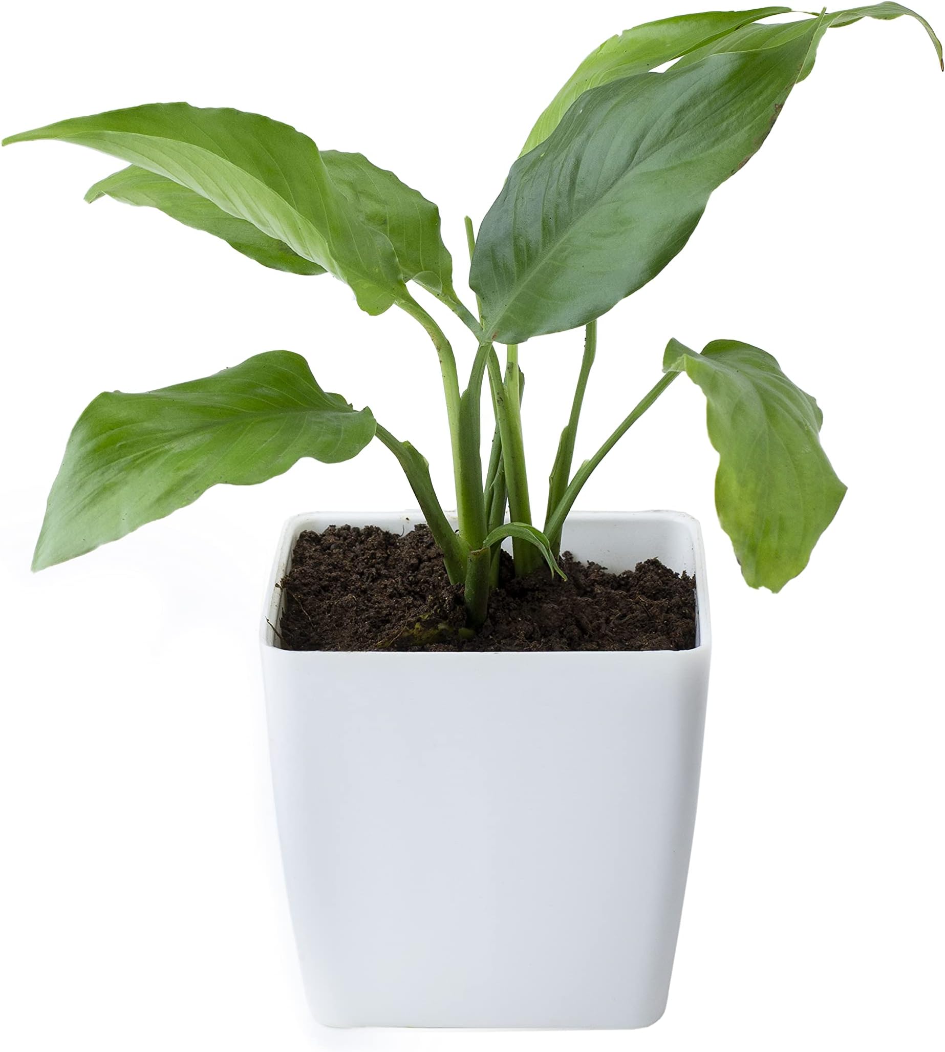 Pedpoudhe Peace Lily Plant