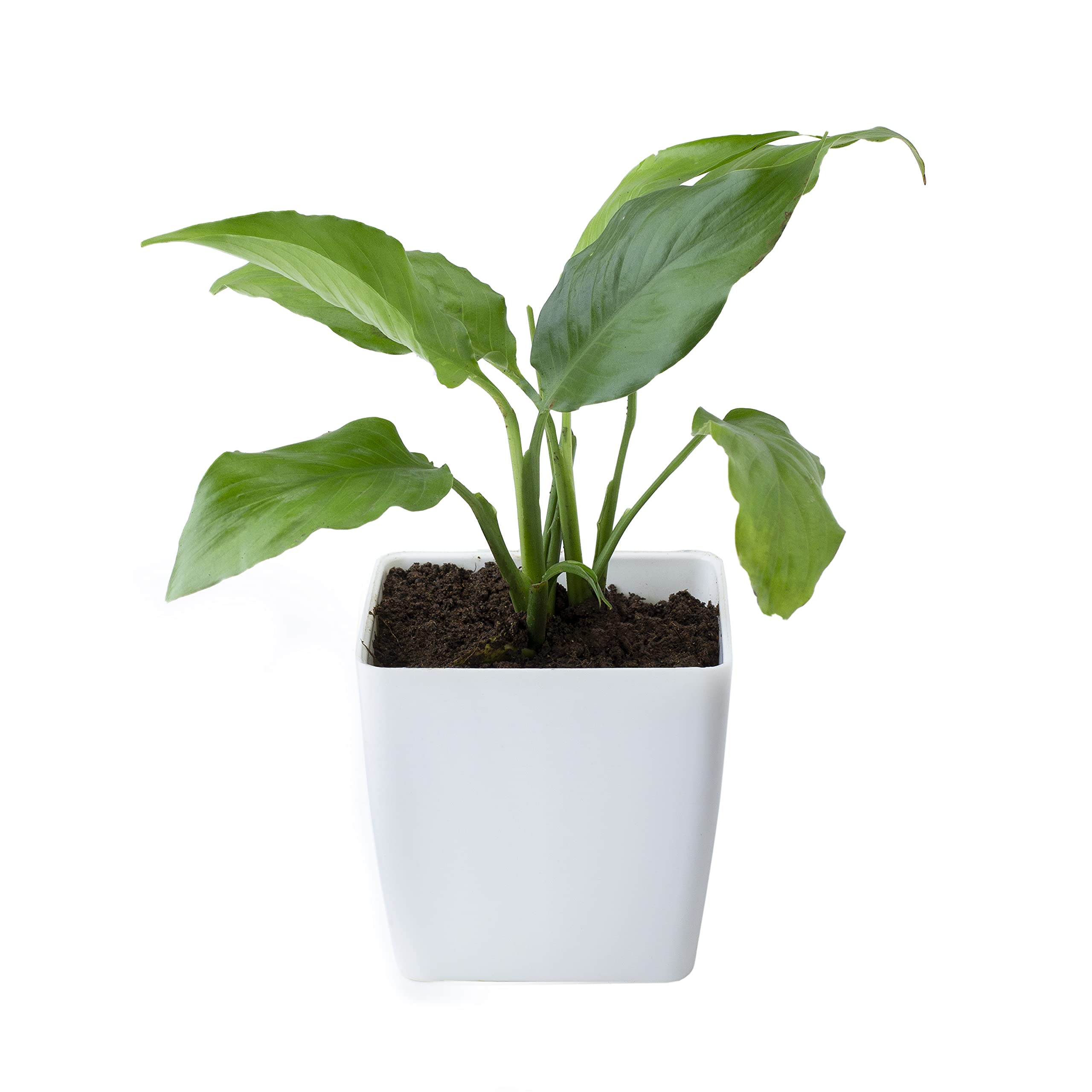 Pedpoudhe Peace Lily Plant