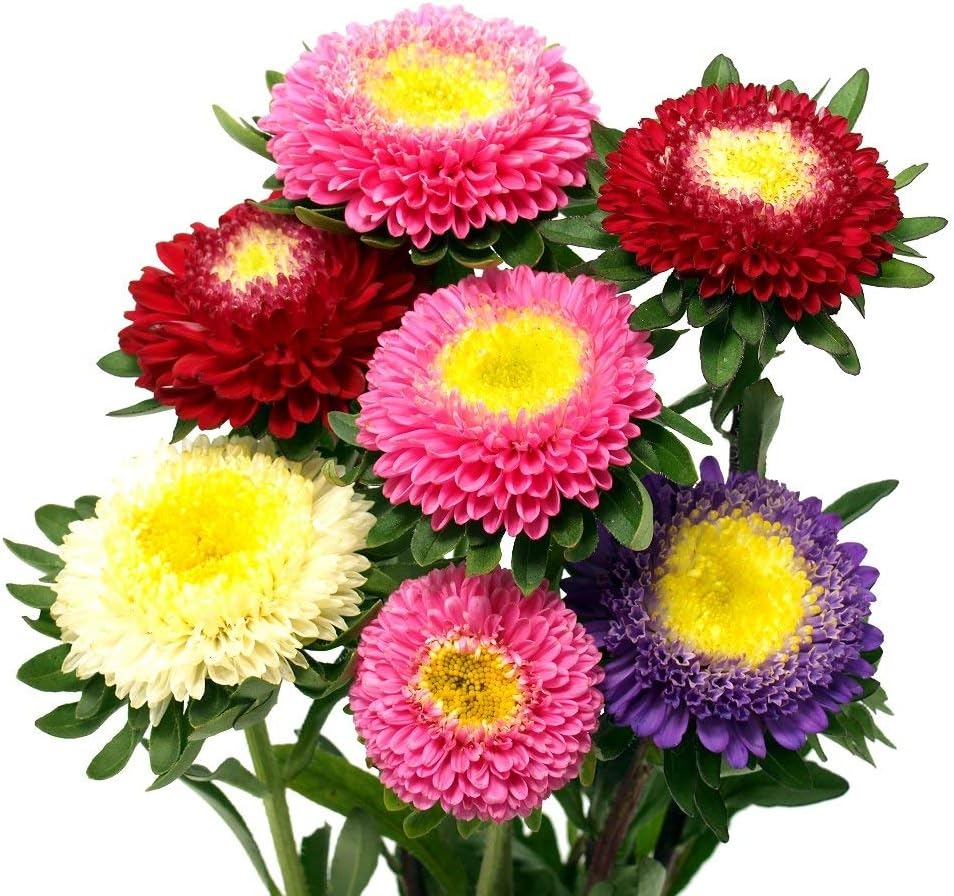 China Aster Pompon Mixed Seeds - Callistephus chinensis -