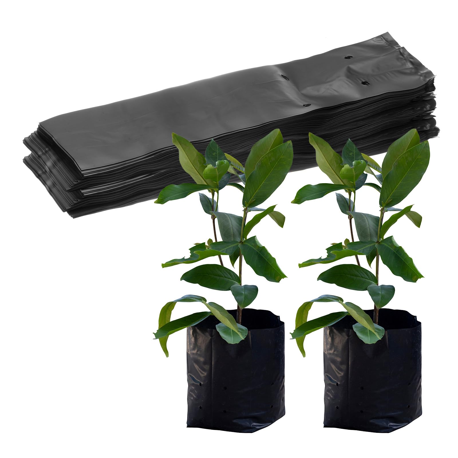 M METERXITY 100-Pack Nursery Growing Bags, 6.7" x 13.8" Thicken Plastic Nursery Bags