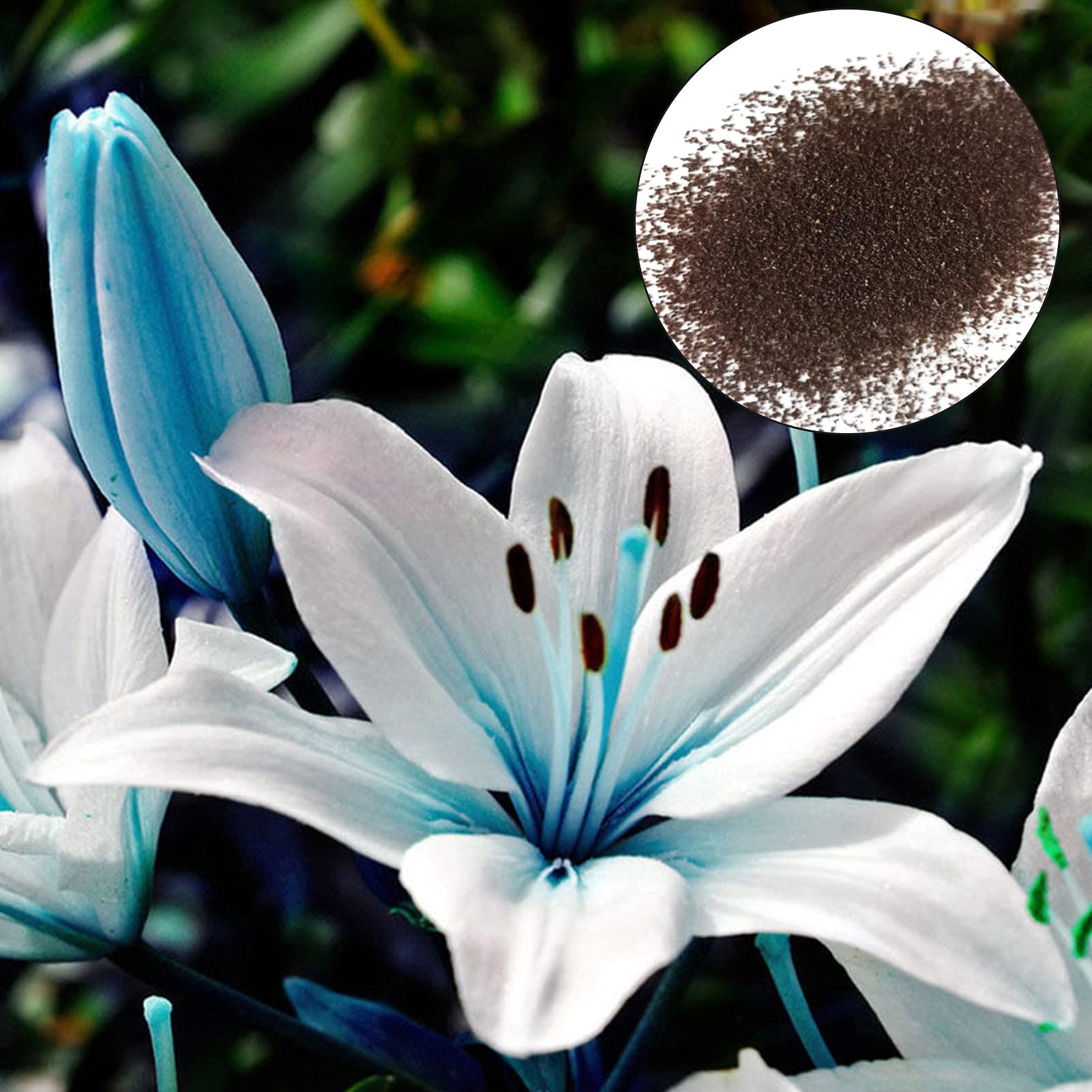 50Pcs/Bag Blue Core Lily Seeds Welladapted High Yield Bonsai Design Perennial Garden Seedlings for Balcony Blue Lily Seeds for Women, Men,Kids, Beginners, Gardeners Gift