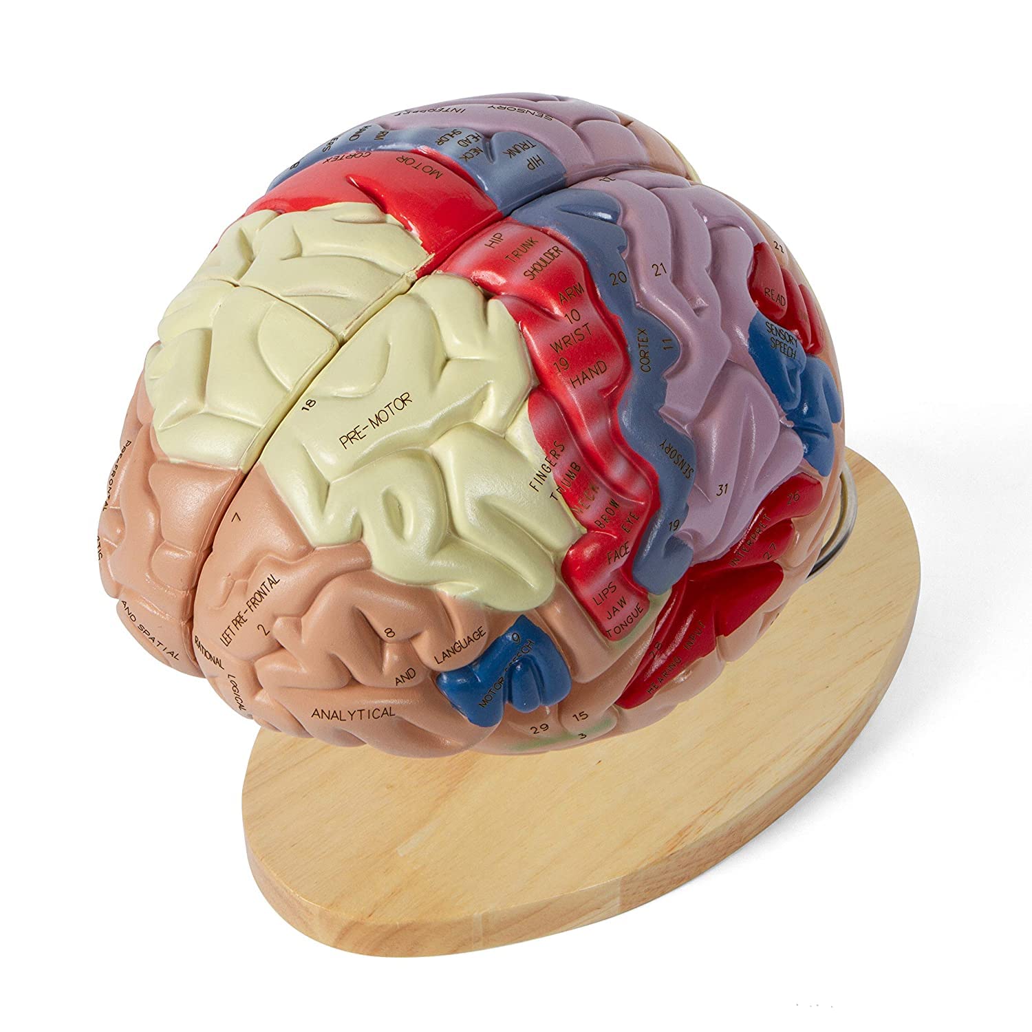 Modello Cervello Umano Regionale 2 Parti - Anatomico Numerato Con 9 Colori Per Funzioni Cerebrali, Include Etichette E Manuale - Ideale Per Insegnamento Neuroscienze