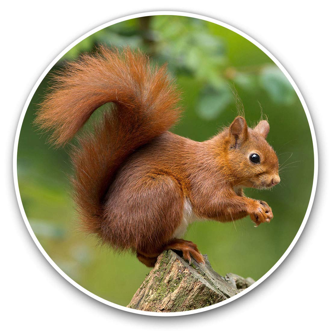 Vinyl Stickers (Set of 2) 7.5cm - Red Squirrel Garden Animal #15680