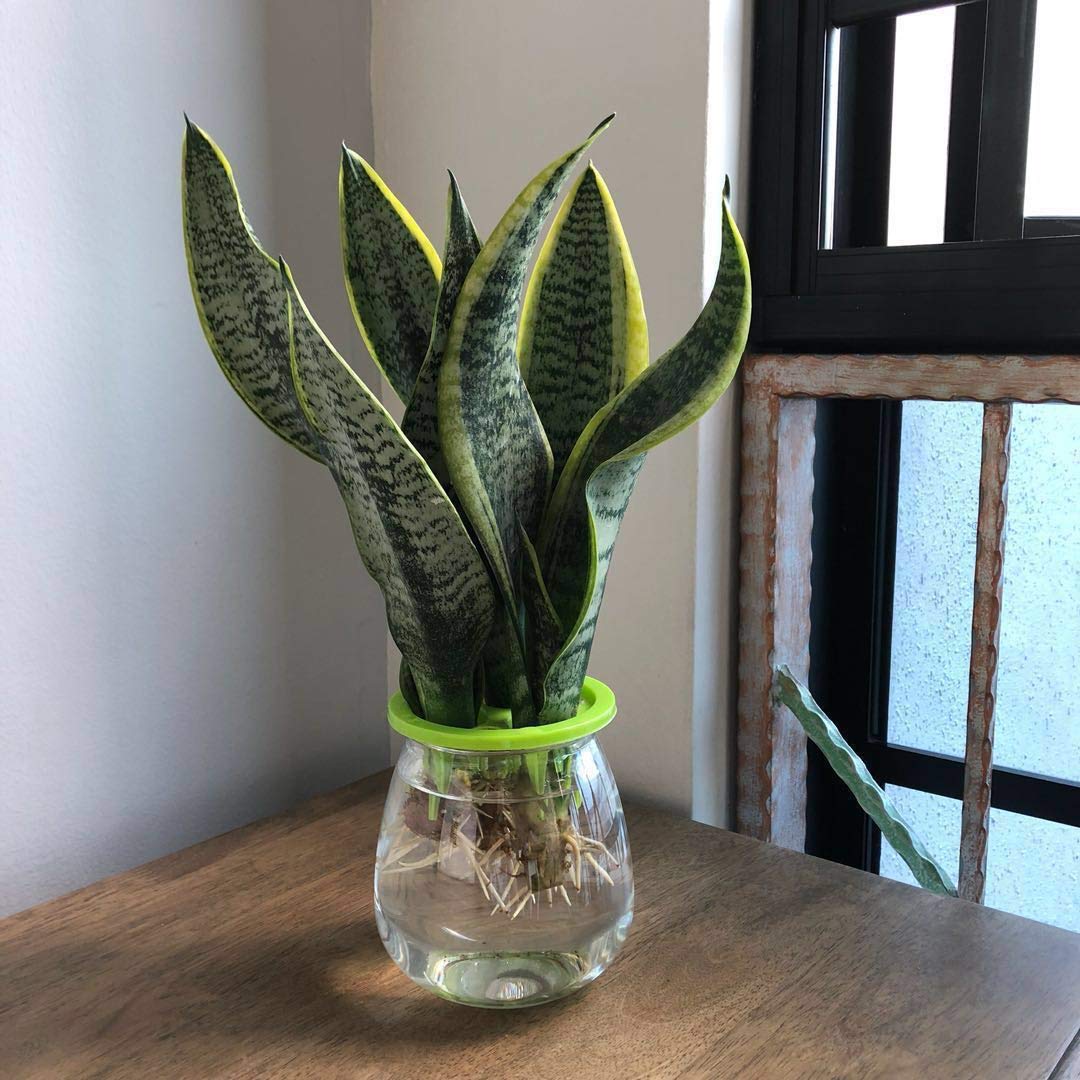 PlantaZee Hardy Indoor Plant Green snake Live Plant pack of 1 (B07MMB67B5) Amazon Price History, Amazon Price Tracker