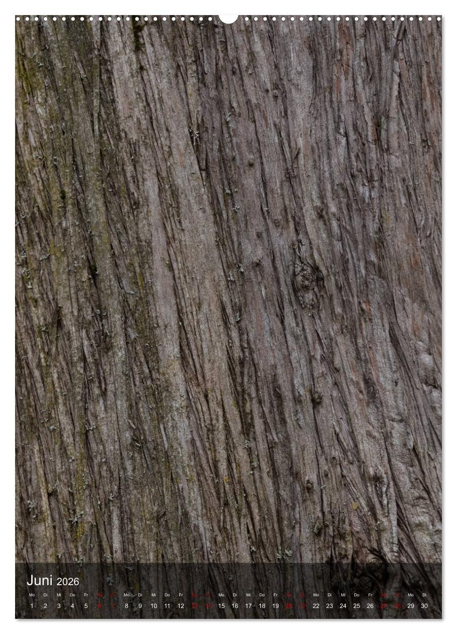 BÄUME DER ERDE - DIE FANTASTISCHE WELT DER RINDE (hochwertiger Premium Wandkalender 2026 DIN A2 hoch), Kunstdruck in Hochglanz: Nahaufnahmen der ... und Formen ihrer Rinden. (CALVENDO Natur)