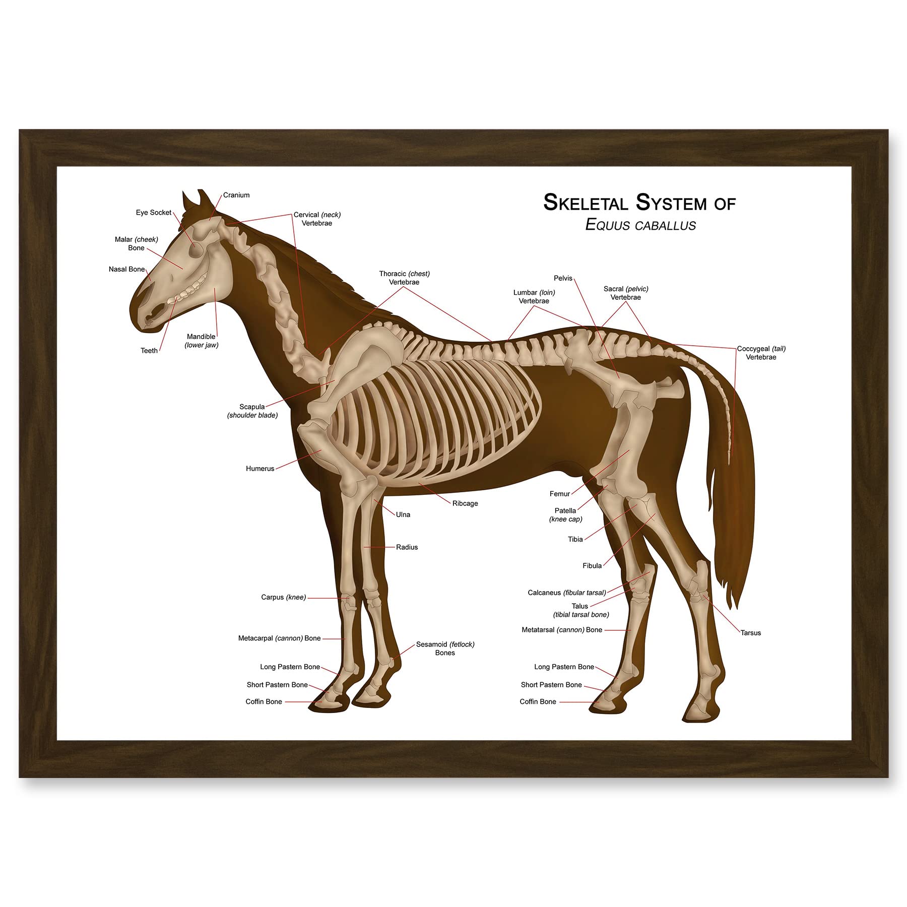 Artery8 Horse Anatomy Diagram Vets Animals Skeleton Bones A4 Artwork Framed Wall Art Print
