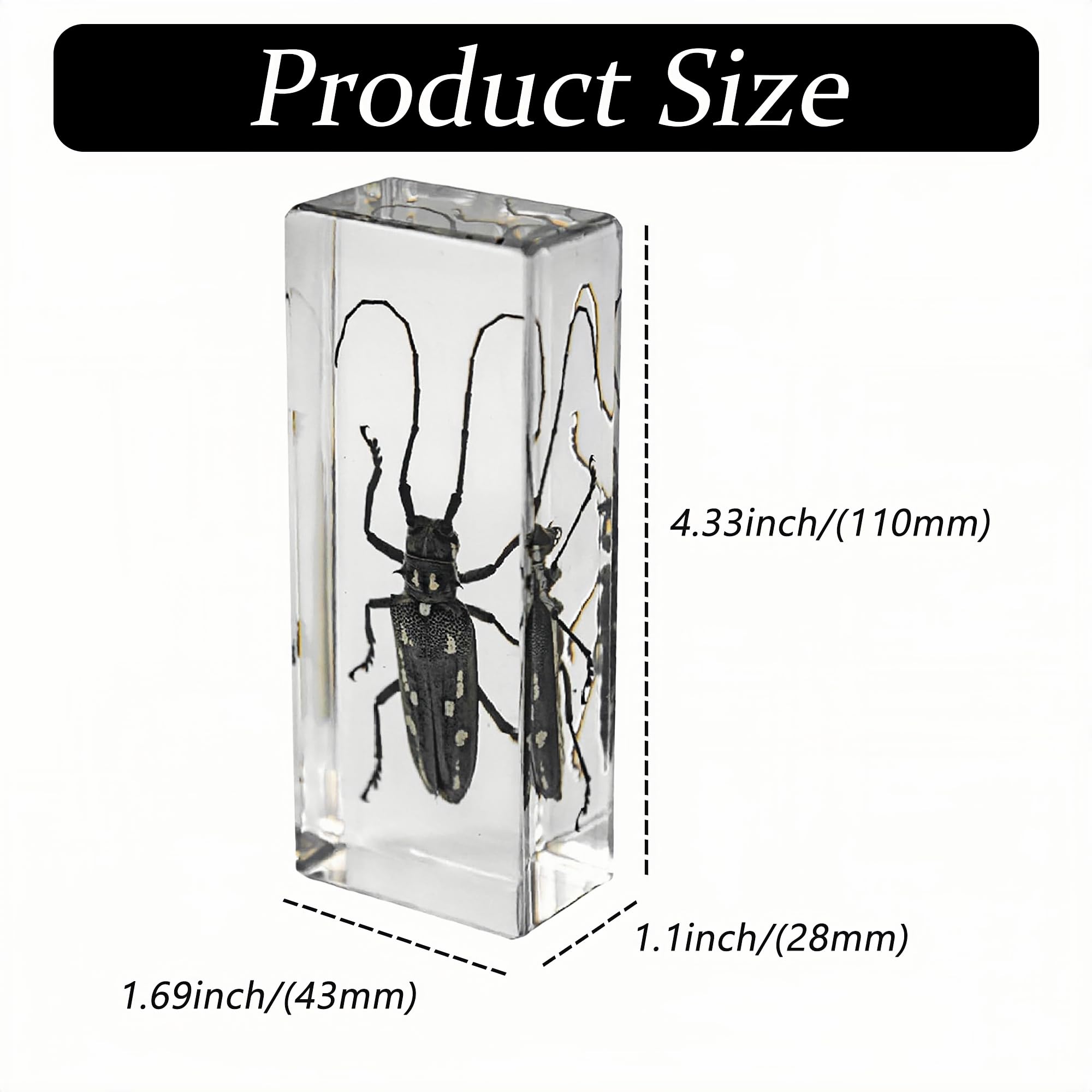 Real Longhorn Beetle in Clear Resin – Preserved Insect Specimen for Display, Educational Collection, or Paperweight Decor