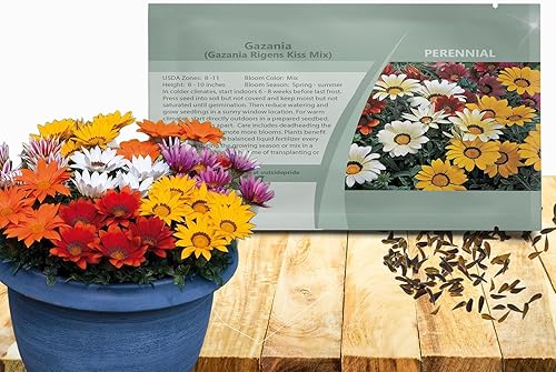 Outsidepride Kiss Mix Gazania Semillas para plantar  50 piezas de semillas perennes, de bajo mantenimiento, tolerantes a la sequía para flores