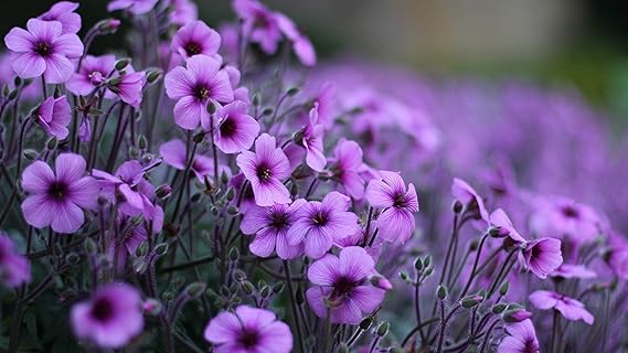 ISEE 360Best Indigo Flowers Wall Laminated Posters for Home Living Kids Study Bed Room Kitchen Office Decor Stylish Printed Wall Poster 300 GSM L X H 18 X 12 Inches