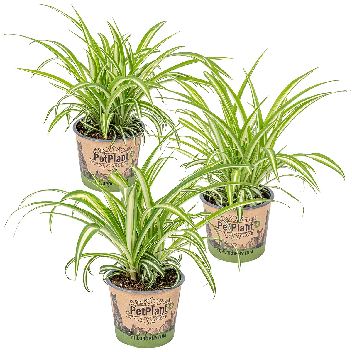 compo unkrautvernichter anwendung Compo Expert Rasendünger mit Unkrautvernichter Floranid – rasenwelt GmbH