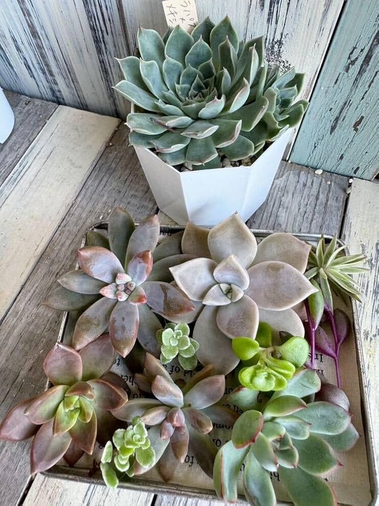 多肉植物寄せ植え(抜き苗&カット苗)