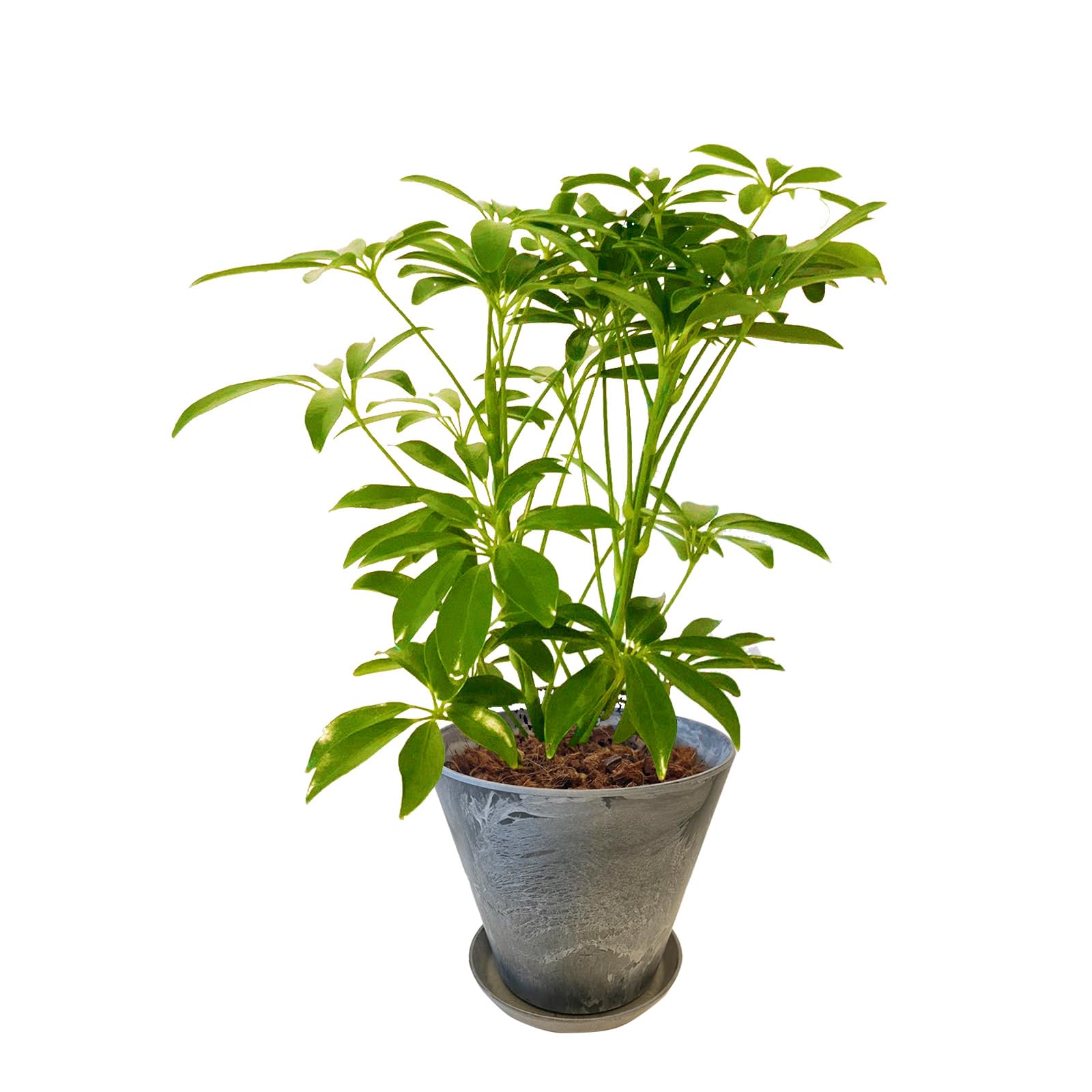 Amazon｜l'arbre blanc シェフレラ カポック 観葉植物 本物 4号鉢 高さ