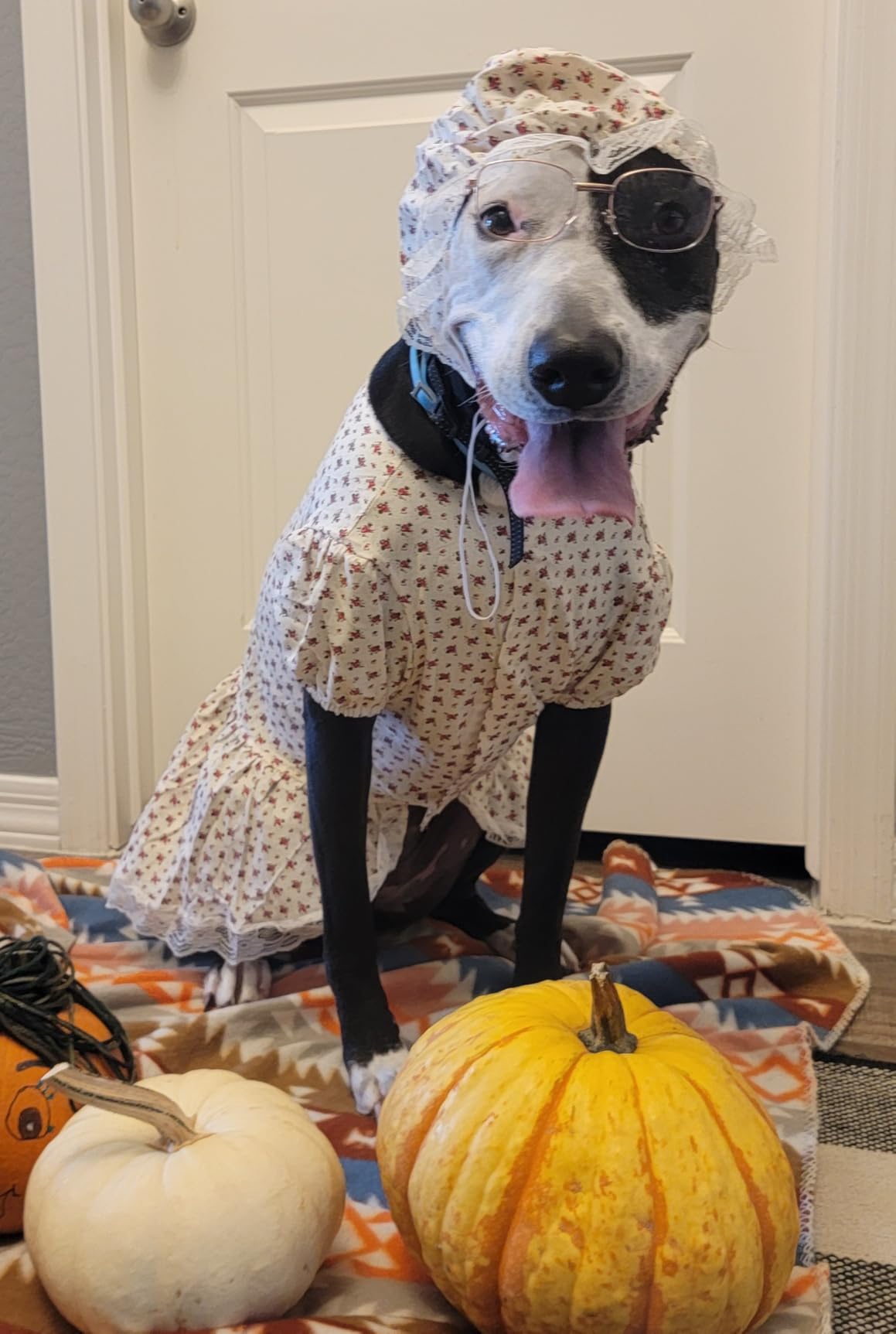 3 Pcs Old Lady Costume for Dog Grandmas Dogs Costume UK | Ubuy