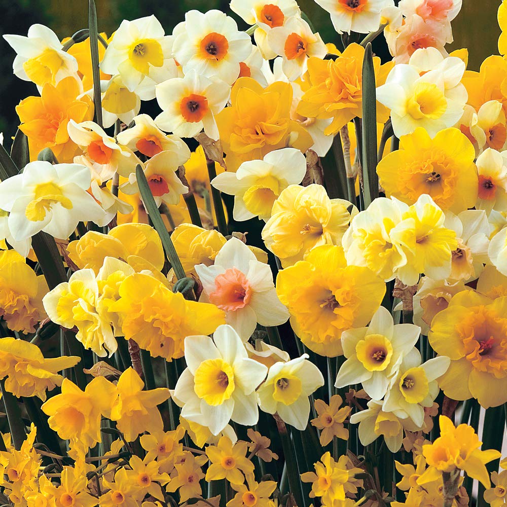 Daffodil Sweet Aroma Mixed Hardy Bulb Beautiful Mix of Dwarf Daffodils and Narcissus Make Amazing Cut-Flowers Ideal for Borders, pots and containers 32 Bulbs by Thompson and Morgan