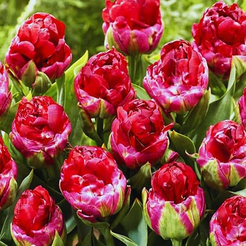 Miniatura 2 de 25 bombillas grandes, 25 bulbos de tulipán rojo para plantar en otoño, bulbos de flores perennes para jardín, fáciles de plantar en interiores y