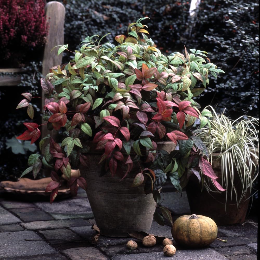 Nandina domestica 'Fire Power' Compact Dwarf Shrub Stunning Red Foliage Summer Flowers and Berries Perfect for Containers 1X or 3X 9cm Pots by Thompson and Morgan