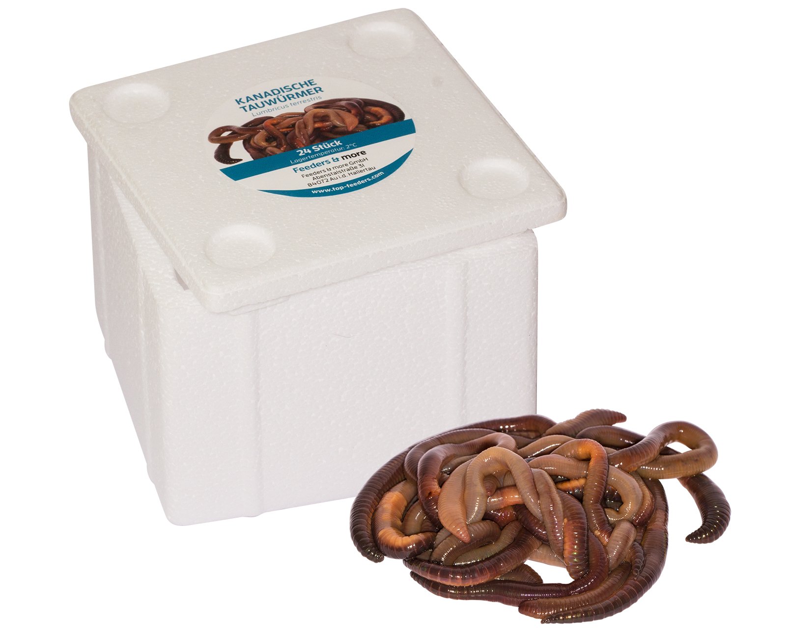 Feeders & more | Kanadische Tauwürmer | 240 Stück | lebender Angelköder | extra groß & aktiv | naturbelassen | Forellen-, Hecht- & Karpfenköder | Gute Haltbarkeit durch Lieferung in Styrobox