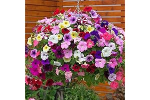 1000+ Semillas de Flores Mixtas de Petunia para Plantar Rainbow Bonsai