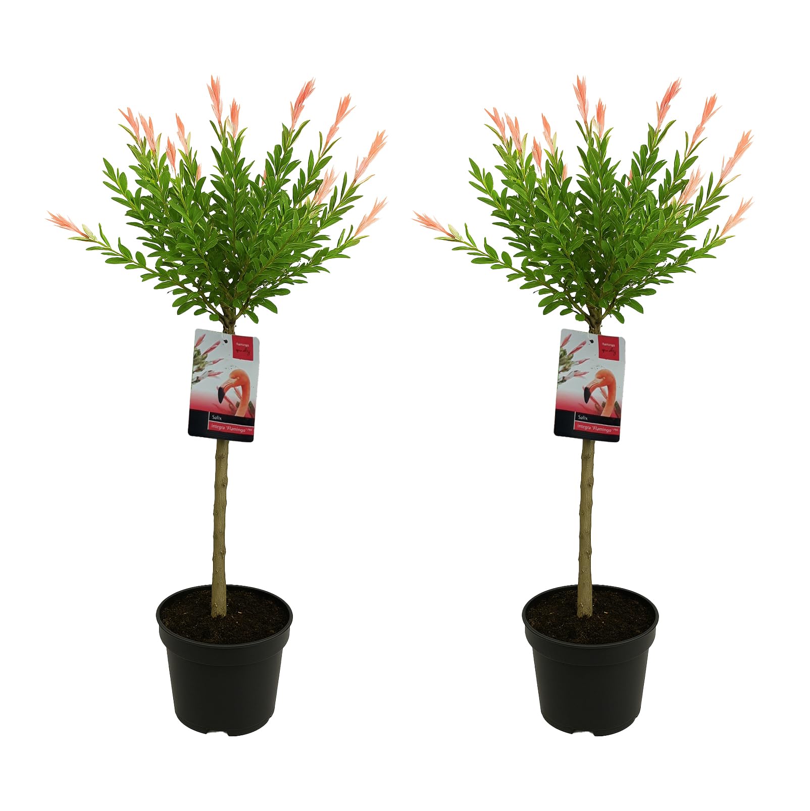 Bloomique - 2er-Set - Salix Integra Flamingo - bunte Weide - Gartenpflanzen - winterhart - 80-100 cm hoch - Topf 19 cm