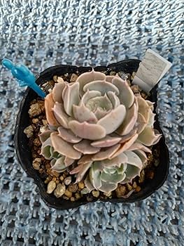 Amazon.co.jp: 多肉植物 ベレン 抜き苗 え エケベリア 7ハーフポット