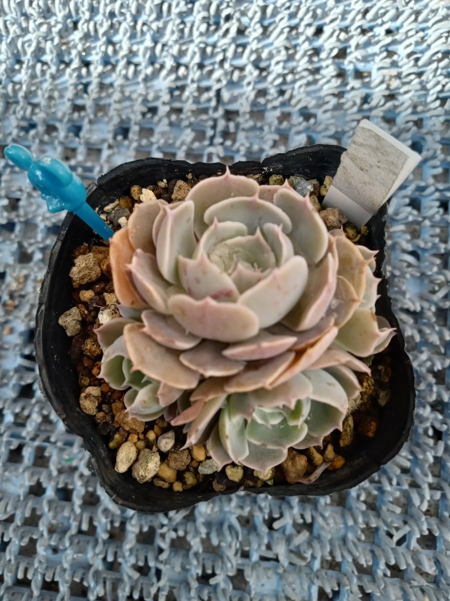 多肉植物【ルナレン】抜き苗　エケベリア ①多肉植物【ルナレン】抜き苗 エケベリア