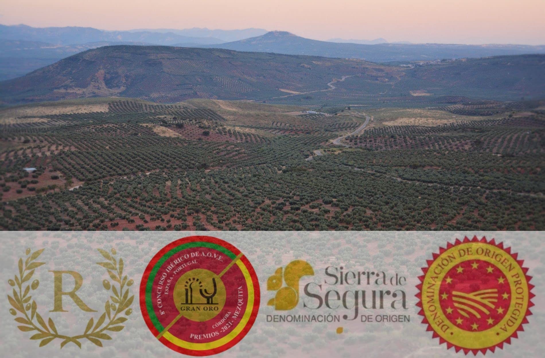 Aceite de Oliva Virgen Extra Picual de Jaén DOP Sierra de Segura Cosecha 25/26 Premio AOVE Verde Sabor frutado intenso
