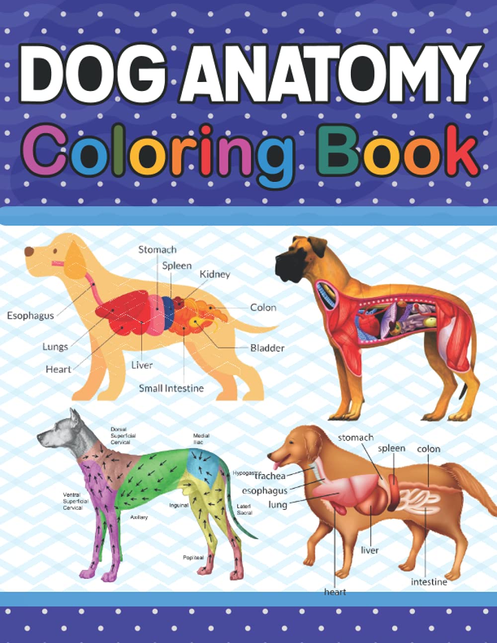 Buy Dog Anatomy Coloring Book Introduction to Dog Anatomy Workbook