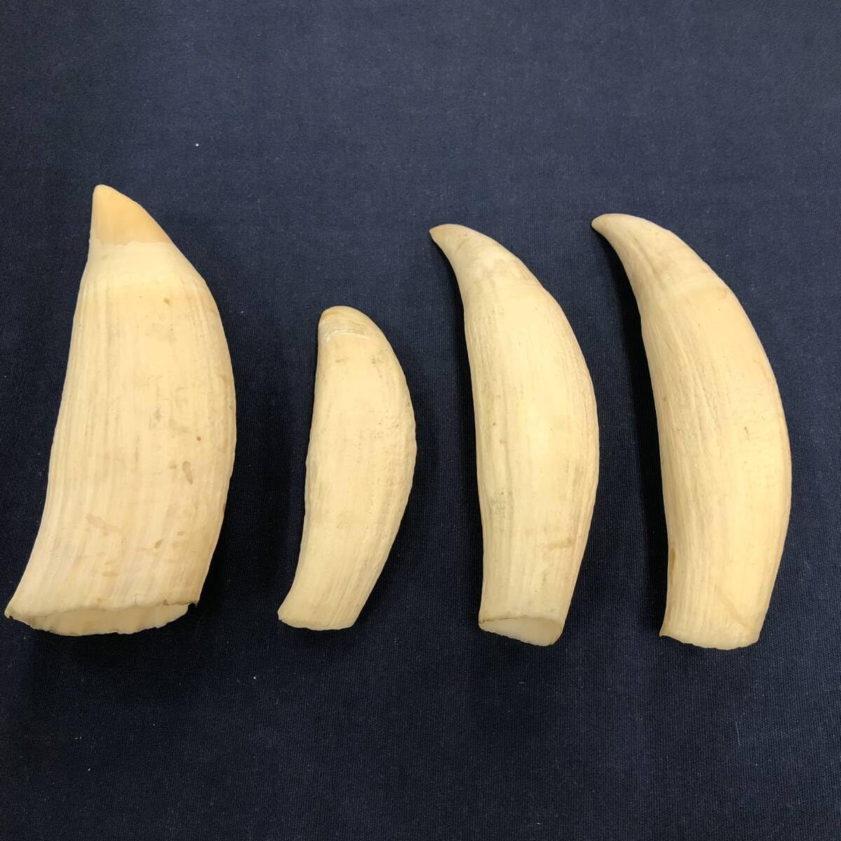 鯨歯 マッコウクジラ 天然素材 アンティーク 骨董 飾り物 古美術品 