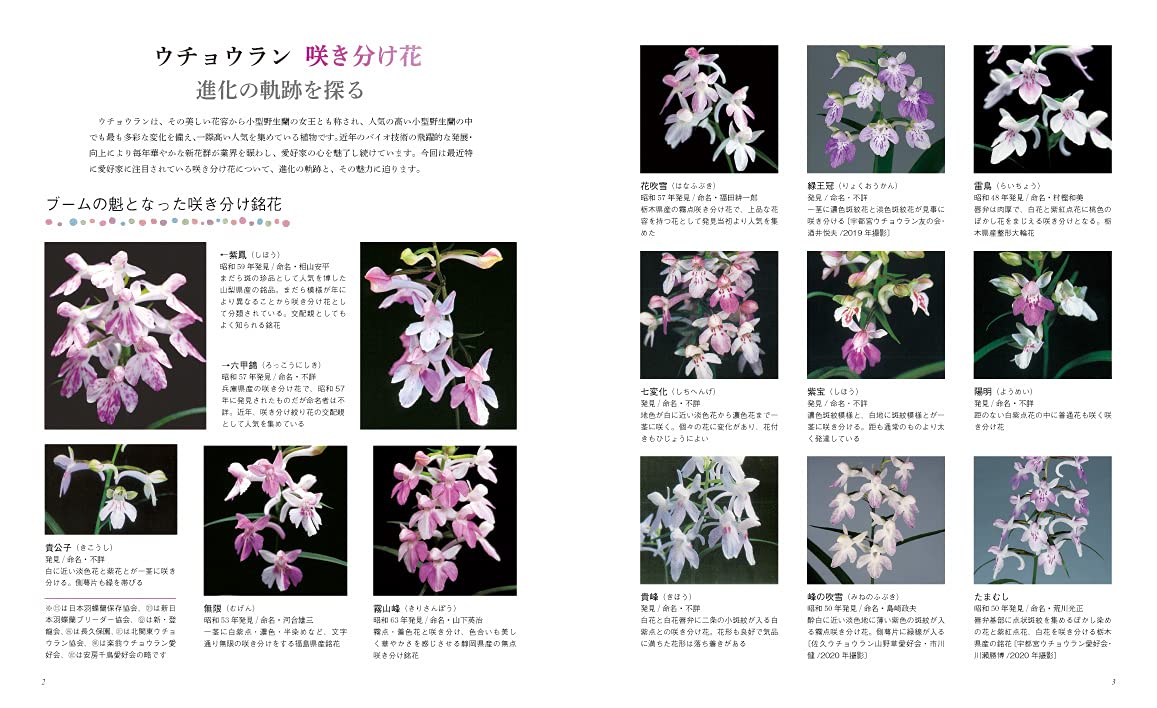 ウチョウラン 国紅 銘花 Www Meritstech Ac In