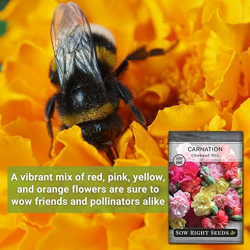 Miniatura 3 de Sow Right Seeds - Semillas de flores para plantar Carnation Chabaud Mix - Hermosas flores para plantar en el jardín de tu hogar - Semillas de