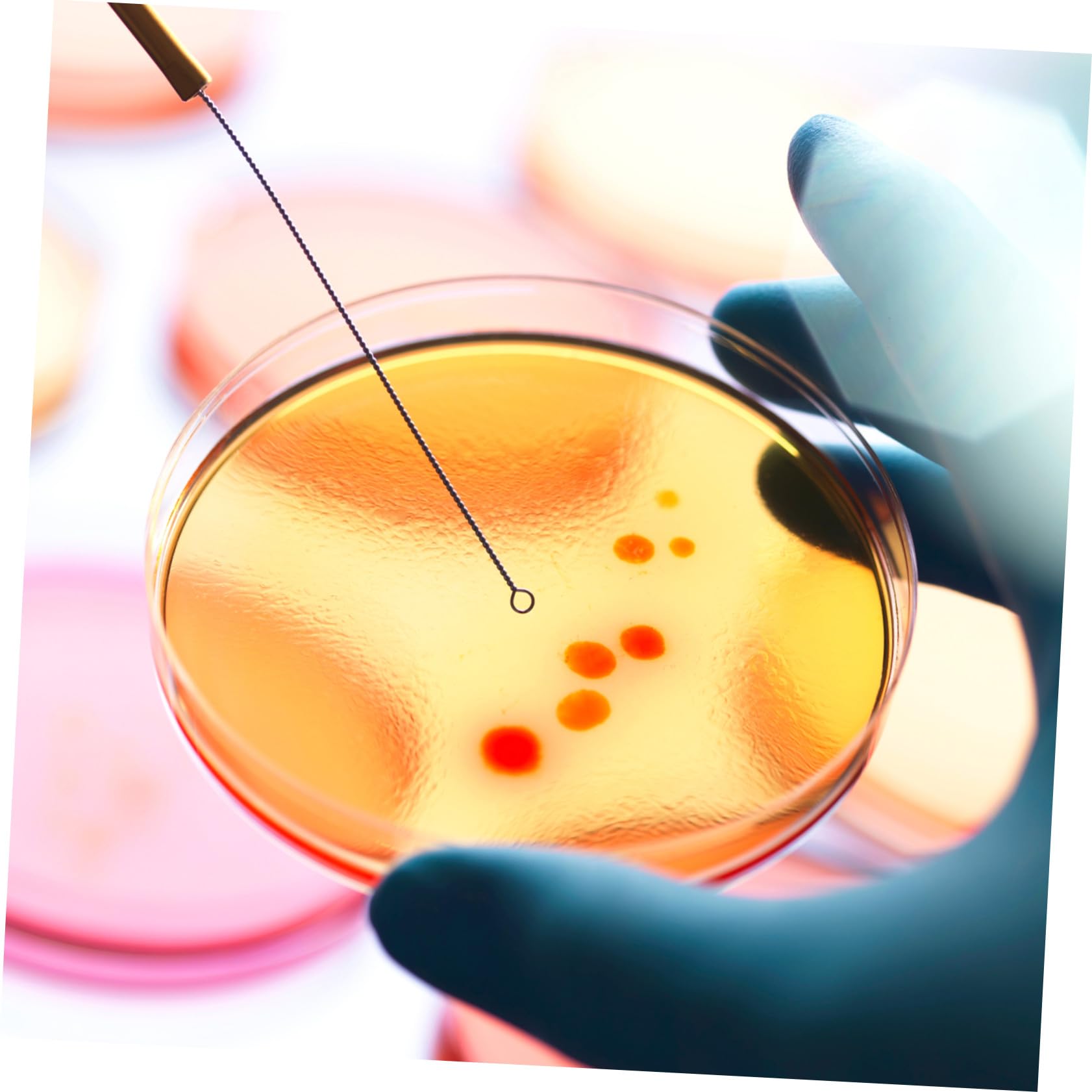 Piastre Petri Agar Nutritivo da 7cm, 20 Pezzi Pronte all'Uso | Microrganismi, Analisi Microbiologiche, Scuola e Lezioni di Scienze, Facili da Trasportare, Studenti Ricercatori