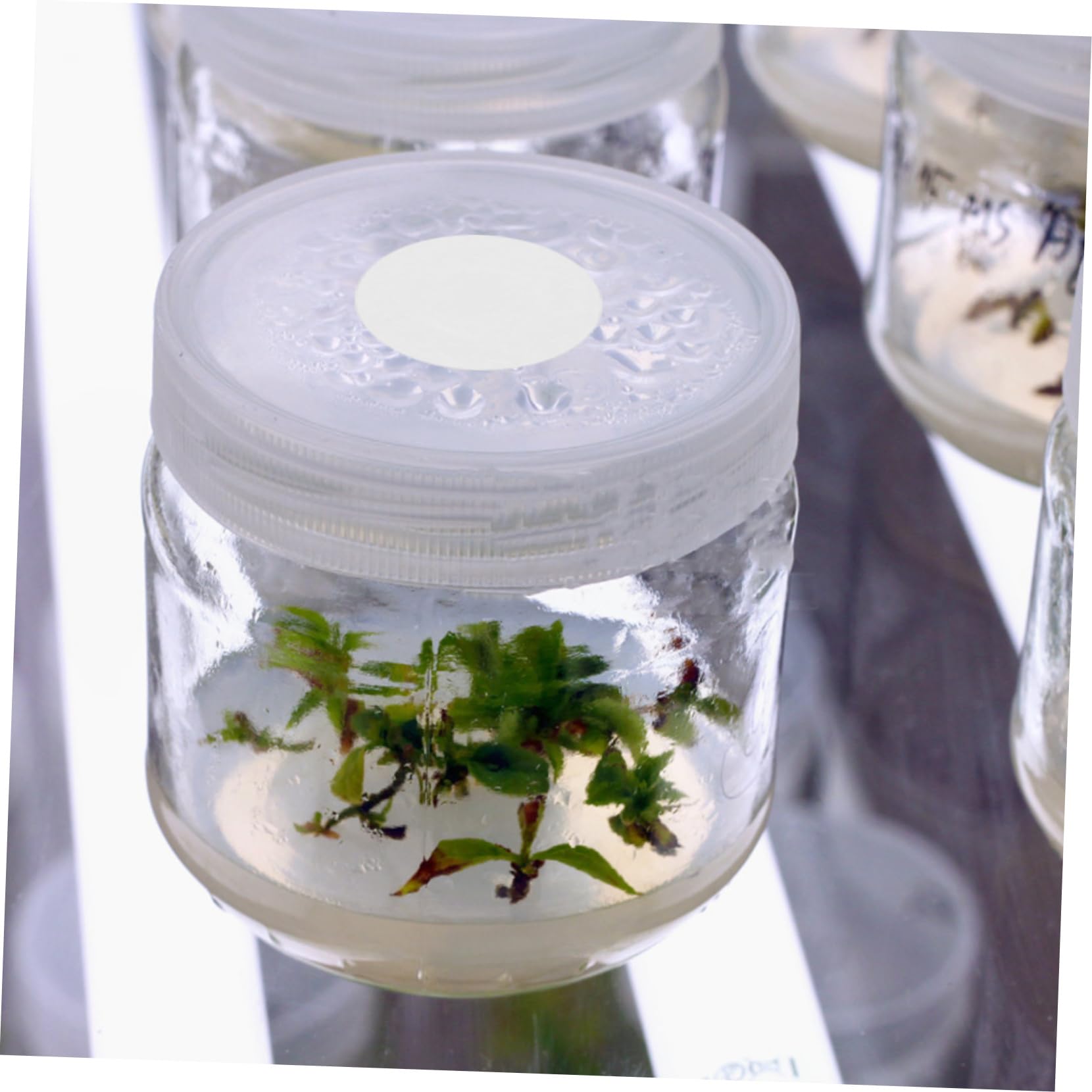 2blätter Mushroom Bottle Isolation Pad Atmungsaktive Membran Für Pilzkulturen Eptfe Material Dual-Design Für Und Schutz