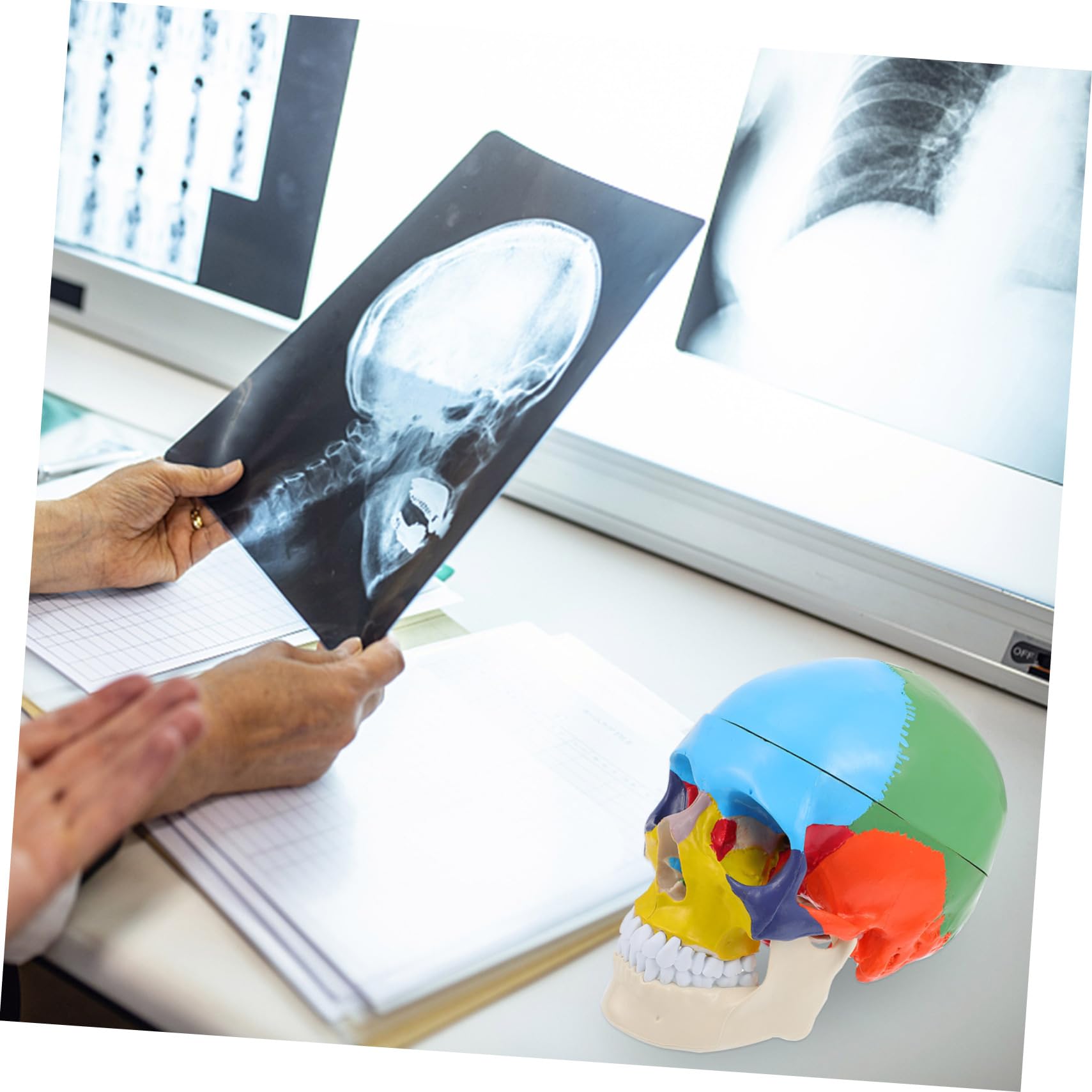 CHILDWEET Model Czaszki Medycznej Edukacyjny Model Czaszki Ludzkiej z Realistycznym Wyglądem Narzędzie Do Nauki Anatomii Dla Studentów Wysoka Jakość i Bezpieczny Materiał