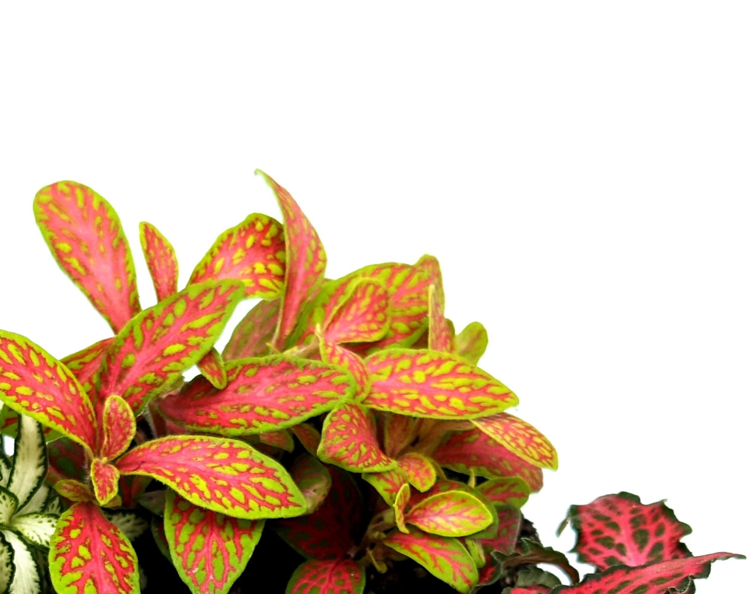 Fittonia Various Colours • Nerve Plant • Closed Terrarium Plant • Houseplant • 8cm Pot (Red/Lime)