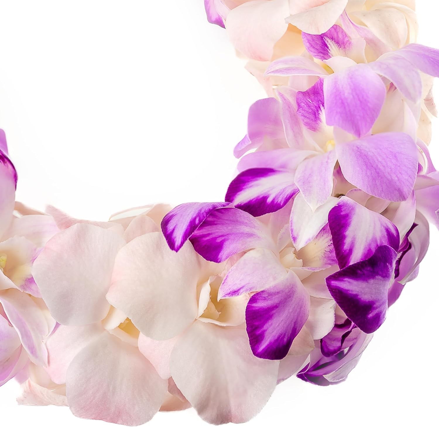 Fresh Cut Orchids Flower Leis Pink, Fresh Orchids, Gorgeous Orchids: Long-lasting leis made of fresh cut purple, lavender, and pink orchids, for graduations, party decoration or gifts (Splash)