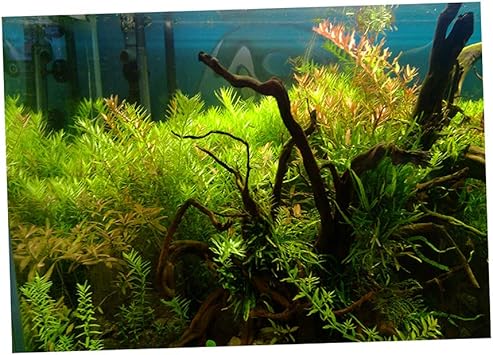 Amazon バックグラウンド 背景ポスター 魚のタンク 壁紙ステッカー 水族館 背景 ポスター 全5色 S F Fityle バックグラウンド 背景 通販