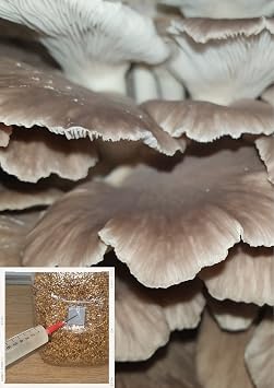 Phoenix Oyster Mushroom Liquid Culture, Commercial Strain 2204 *Top Quality*