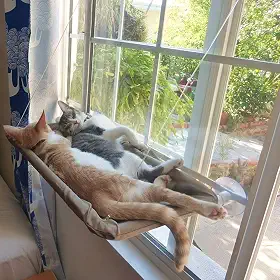 Rede Para Gatos Homesen Em Janela Cama De Gato Respirável Ventosas Para Banho De Sol Cama De Rede Para Gatos Cães