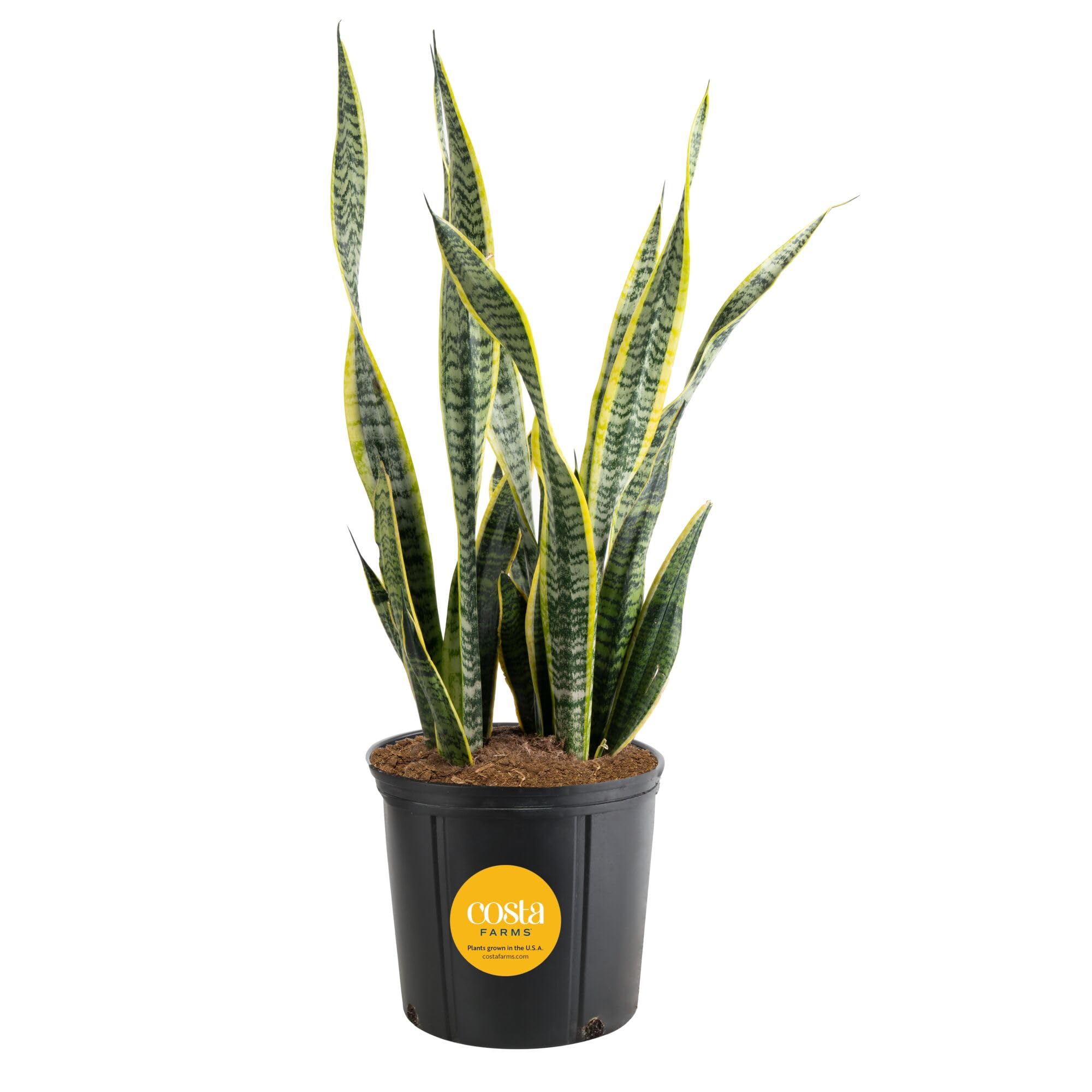 Costa Farms Snake Plant, Live Indoor Plant, Air Purifying, Easy Low Light