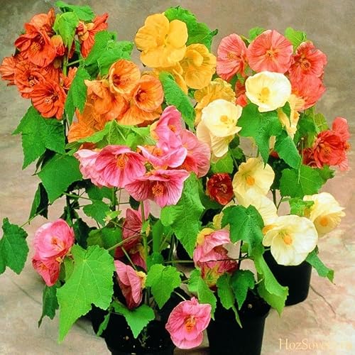 Miniatura 9 de KIRA SEEDS - Semillas de mezcla de arce floreciente Abutilon cultivar en interiores para plantar sin OMG (50 semillas en paquete)