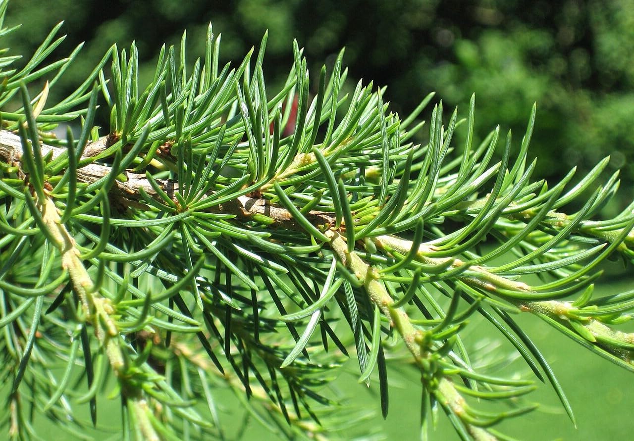 25 Semillas de Cedro del Libano (Cedrus Libani)