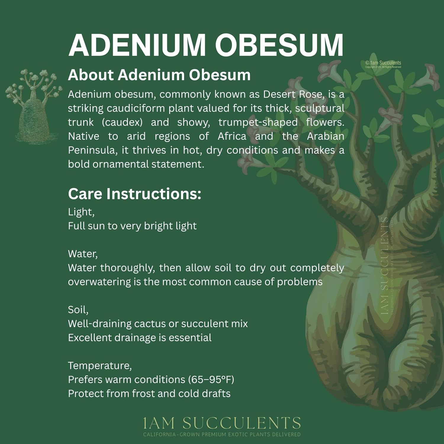 Adenium Obesum Desert Rose Live Plant – Flowering Caudex Succulent – Pink White Blooms – Indoor Outdoor Bonsai-Style Plant (Pack of 6)