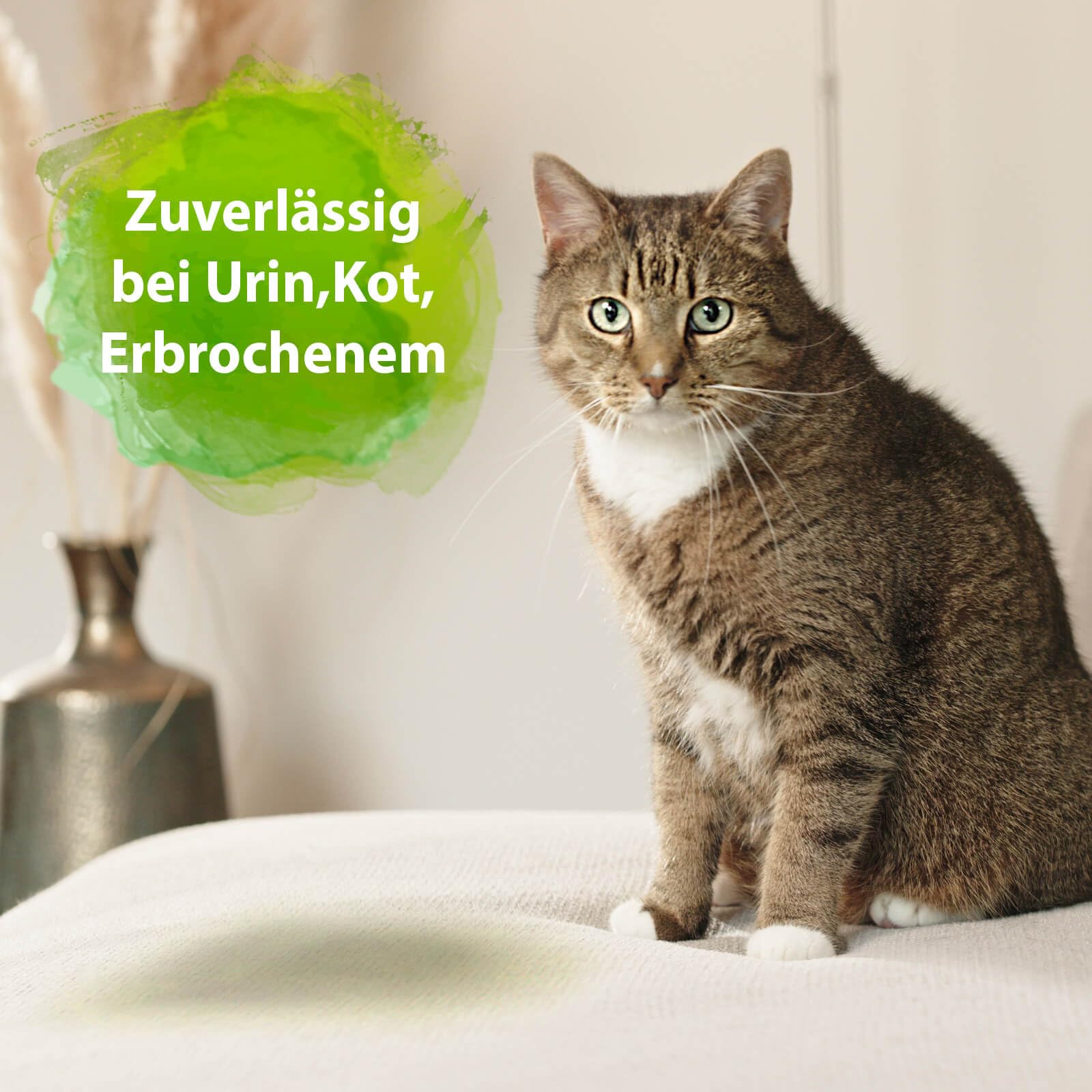 Bactador Enzymreiniger Katzenurin Spray 6 x 500ml - Katzentoiletten Geruchsentferner - Mikrobiologischer Geruchsneutralisierer - Katzenurin Geruchsentferner: Porentiefe Reinigung in der Tierumgebung