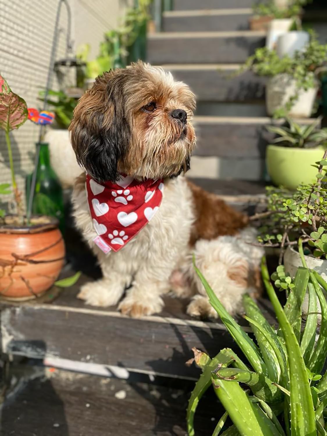 Pawgy Pets Reversible Birthday Bandana (Medium) (B0D4594CPM) Amazon Price History, Amazon Price Tracker