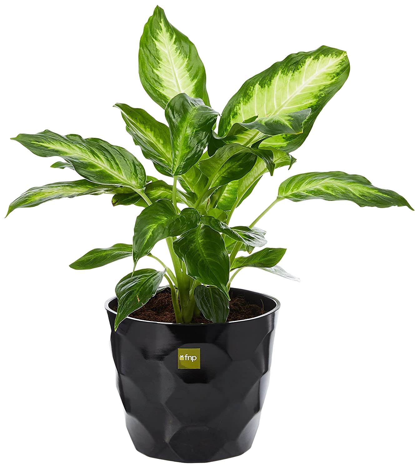 FnP Indoors Dieffenbachia Plant